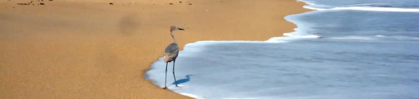 Canaveral National Seashore