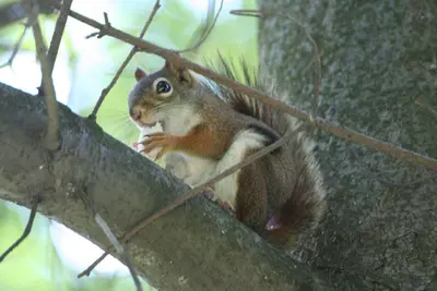 Rodent in tree - panoramio