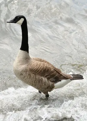 Canada Goose -Branta canadensis