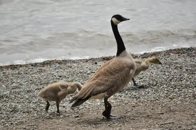 Canada Goose (Branta canadensis) with goslings