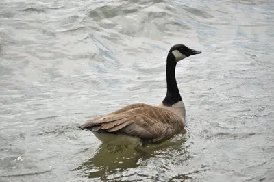 Branta canadensis (Canada Goose)