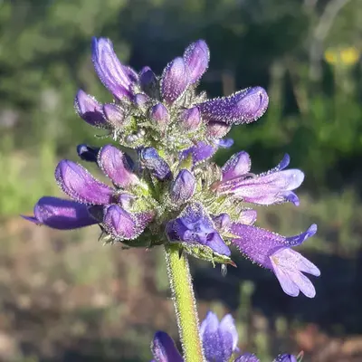 Penstemon attenuatus var. attenuatus - Joshua Morris 01
