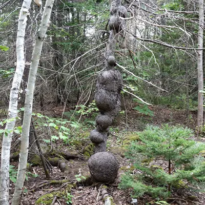 Burls on a tree trunk (44627776351)
