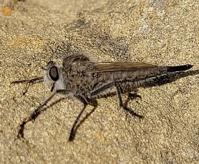 Efferia costalis