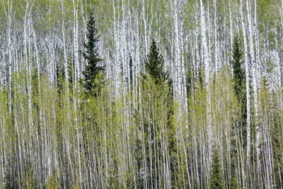 British Columbia IMG 2820 (14419201179)