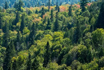 Fall Colors at George Crosby Manitou State Park, Minnesota (45091206814)