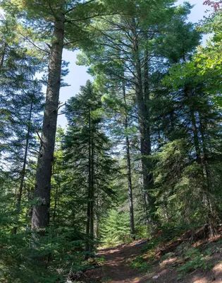 Hiking Trail on Minnesota's North Shore (45091181514)