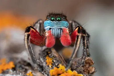Habronattus americanus, male