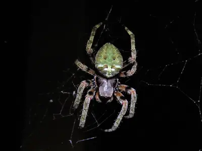 Araneus bicentenarius 84400223