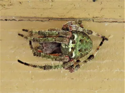 Araneus bicentenarius 83613403