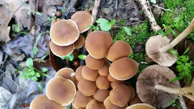 Psathyrella piluliformis 110171292