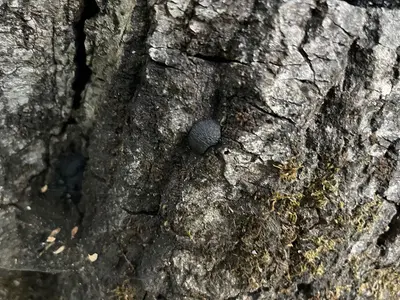 Annulohypoxylon thouarsianum - April 2023 - Sarah Stierch