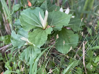 Trillium albidum - April 2023 - Sarah Stierch