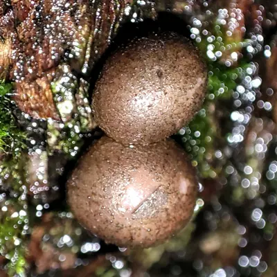 Lycogala epidendrum 101300237