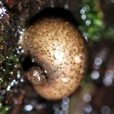 Lycogala epidendrum 101300241
