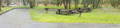 Campsites with picnic tables and grills amidst moss covered maples in the fog.