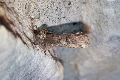 Notodontidae- Schizura unicornis (Unicorn Prominent) - 47969482688