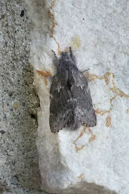 Lasiocampidae- Heteropacha rileyana (Riley's Lappet Moth)