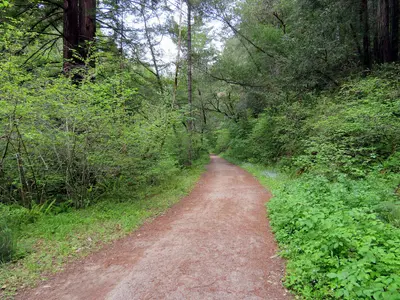 Cross Marin Trail near Wildcat Canyon, April 2018