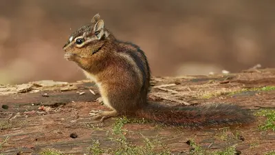 Sonoma chipmunk at Samuel P. Taylor State Park