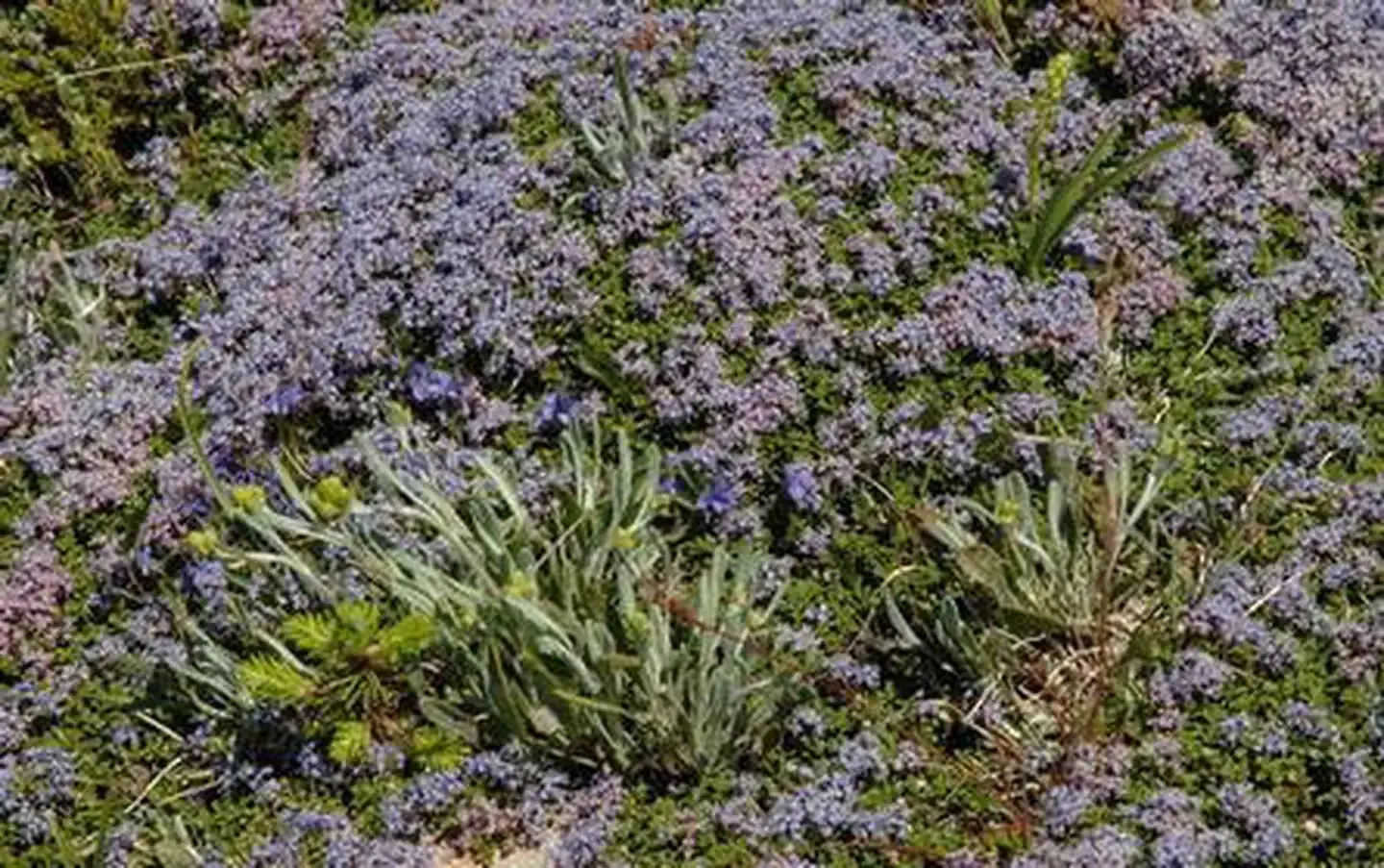 Blue alpine flowers