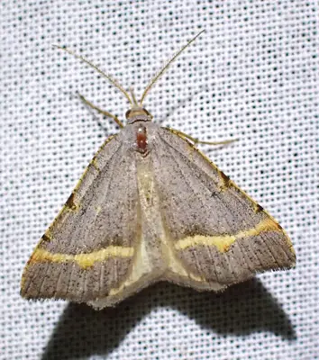 Macaria guenearia iNat Photo 287953273
