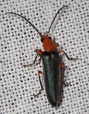 Nacerdes californica