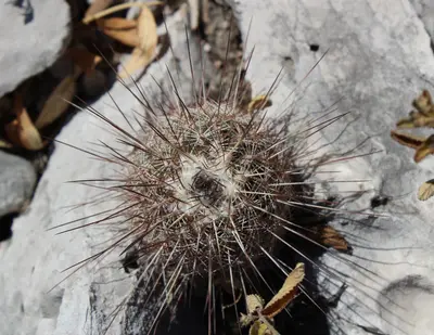Echinocereus reichenbachii armatus 5