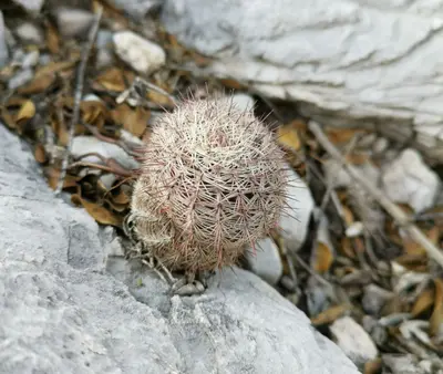 Echinocereus reichenbachii armatus 4