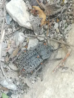 Microschatia robusta