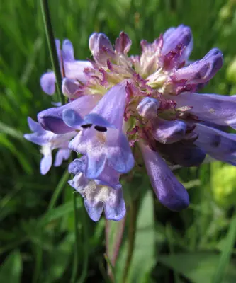 Penstemon globosus W02