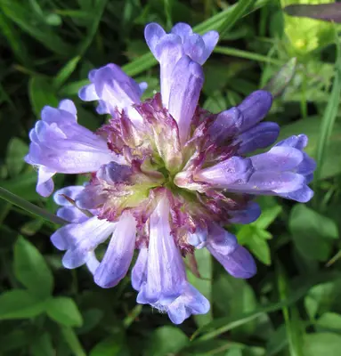 Penstemon globosus W01