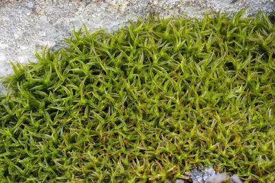 Didymodon subandreaeoides