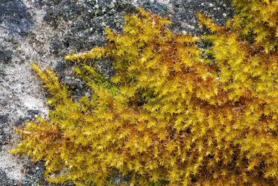 Campylophyllum halleri