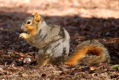 Fox Squirrel Inks Lake State Park Texas 2024
