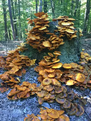 HONF TreeStump FC092716 (29339983364)