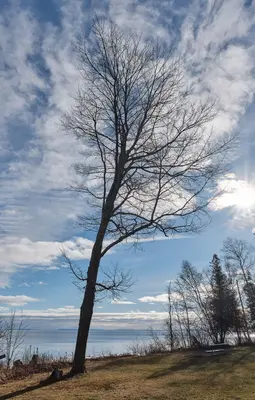 Tree by Lake Michigan (53897543966)