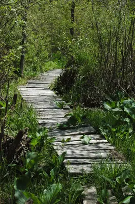 Black Moshannon State Park Bog Trail