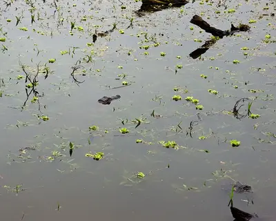 Small Gator in Creekfield Lake (6903880585)
