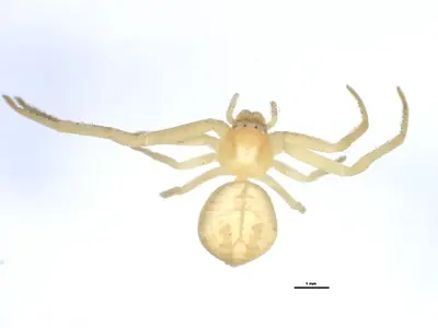 Mecaphesa celer 2