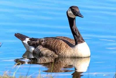 An early morning visit to Isabel Lake...Canada Geese (adults & juveniles) (Branta canadensis)... (28262538666)