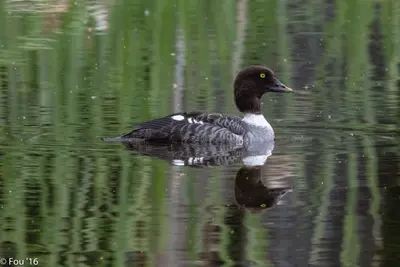 Common Goldeneye (Bucephala clangula) female, Isabel Lake, Kamloops (27849144405)