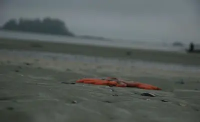 Starfish (47649878)