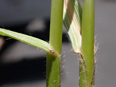 Bromus riparius - meadow brome - 53006161377