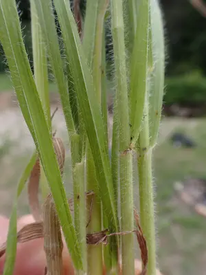 Bromus riparius - meadow brome - 53006166532