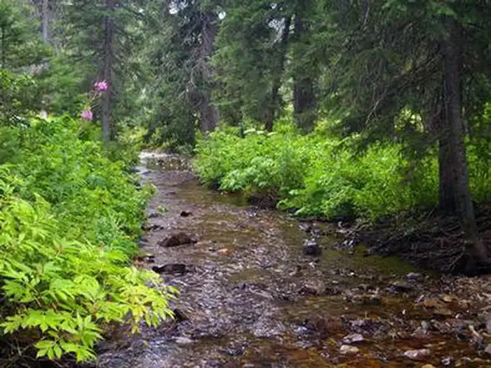 Cottonwood Group Campsite