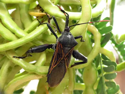 Texas Canyon - Giant Mesquite Bug