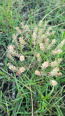 Lepidium austrinum 512178576