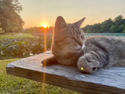 Cat on a picnic table at Adams Lake State Park