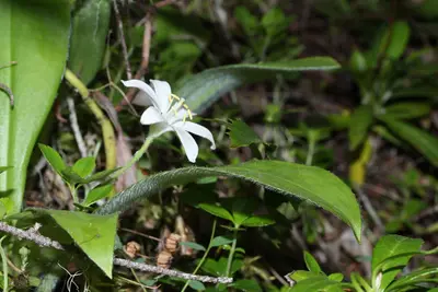 Clintonia uniflora 4890